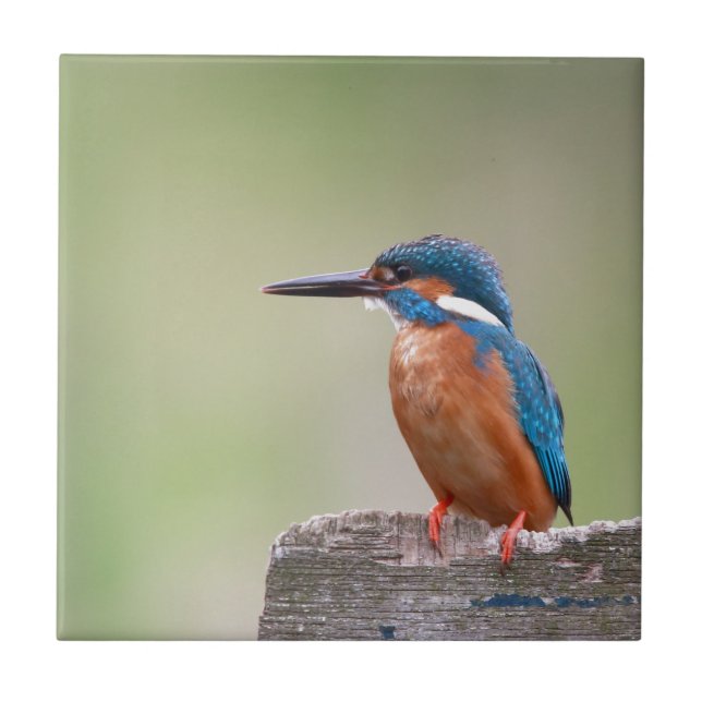 Pássaro Kingfisher. (Frente)