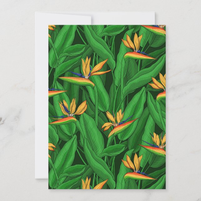 Pássaro noturno do jardim do paraíso (Frente)