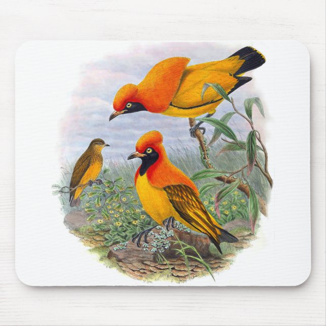 Pássaro Ouro Vintage Do Paraíso - Mousepad (Frente)