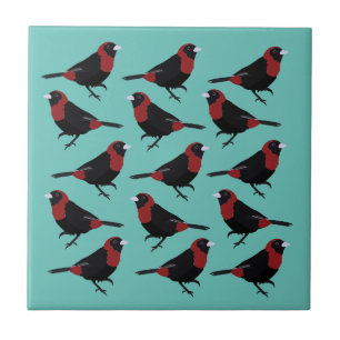 Pássaro Tanager Negro Vermelho-Colarado