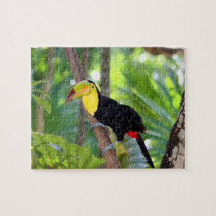 Pássaro Tropical do Game Quebra-cabeça