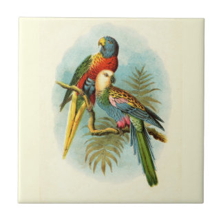 PÁSSARO TROPICAL PARROT 10