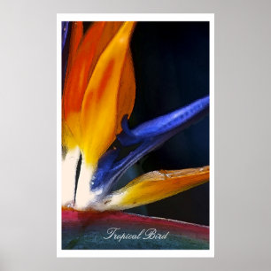 Pássaro tropical, poster