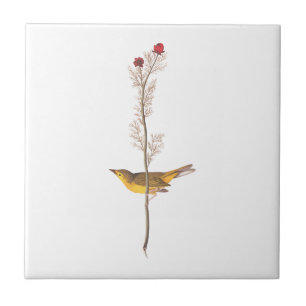 Pássaro Warbler Hooded de Audubon na Flor Vermelh