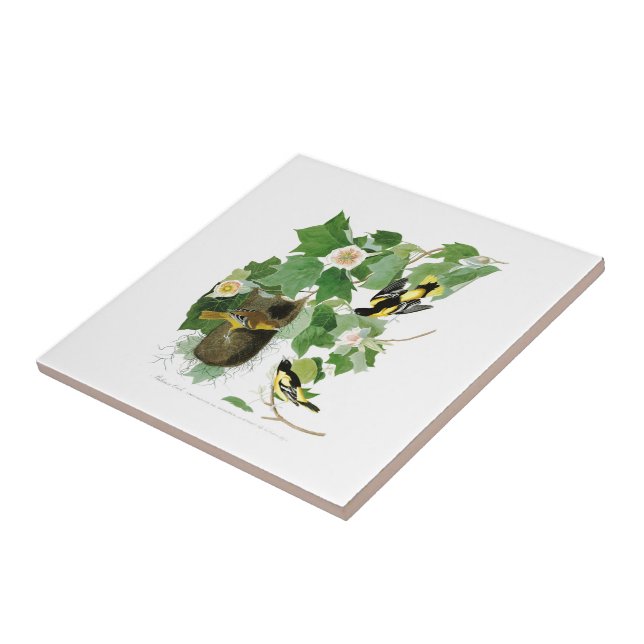 Pássaros América de Baltimore Oriole John James (Lateral)