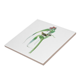 Pássaros América de John James Audubon da