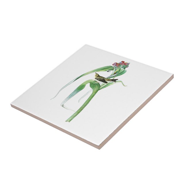 Pássaros América de John James Audubon da (Lateral)