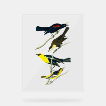 Pássaros Audubon - Encontro de Oriole e Estorninho