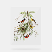 Pássaros Audubon - Papa-figo-do-jardim - Espinheir