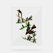 Pássaros Audubon - Papa-moscas-de-lado-oliva
