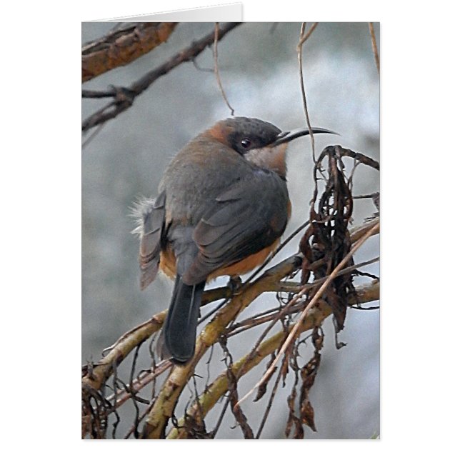 Pássaros australianos Spinebill oriental do cartão (Frente)