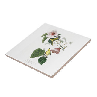 pássaros Azul-voados América de Audubon da