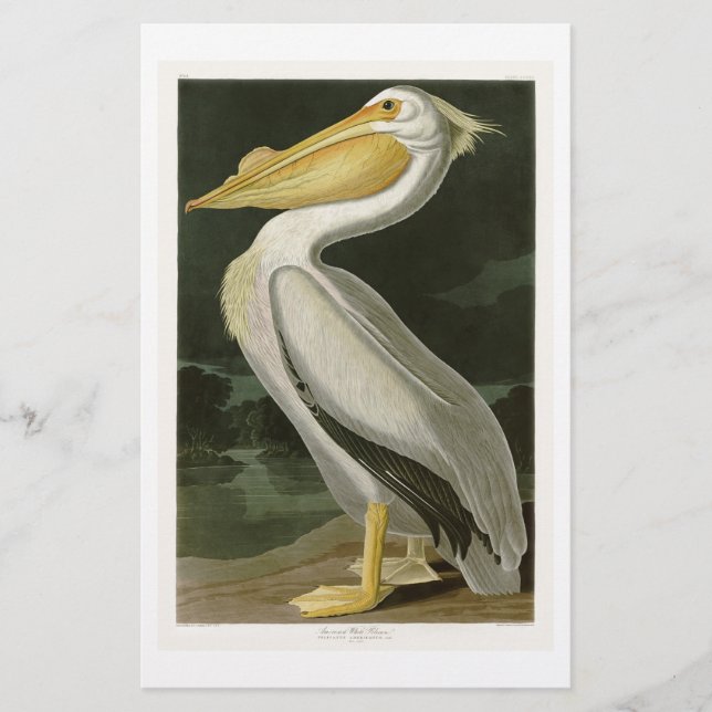 Pássaros brancos do Pelicano John James Audubon da (Frente)