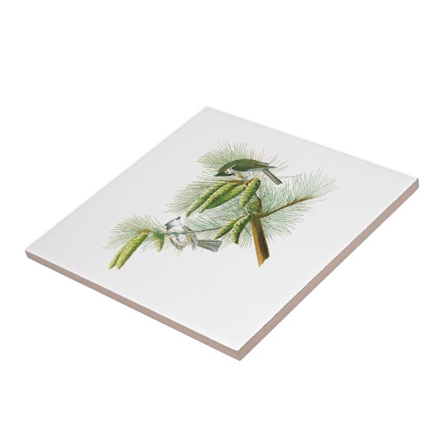 Pássaros com crista América de John James Audubon (Lateral)