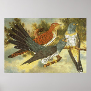 Pássaros Cuckoo com Poster de Arte Moderna