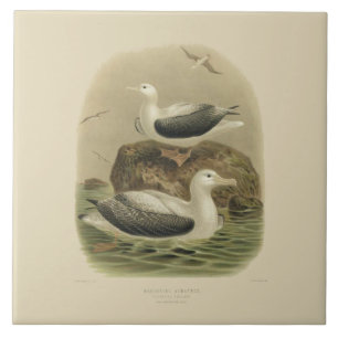 Pássaros da ciência NZ do vintage - albatrozes d