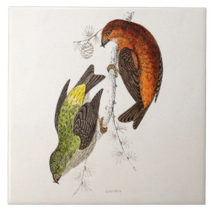 Pássaros da ilustração do pássaro do Crossbill