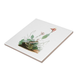 Pássaros de John Audubon da estamenha de Henslow