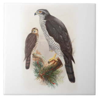 Pássaros de John Gould do Goshawk de animais