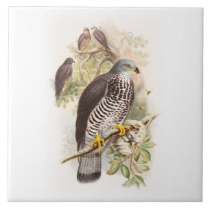 Pássaros de John Gould do Mel-Buzzard de Grâ