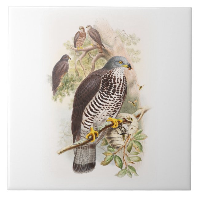 Pássaros de John Gould do Mel-Buzzard de Grâ (Frente)