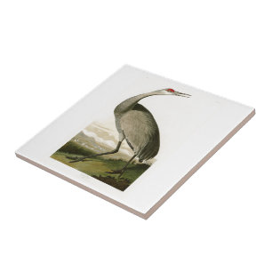 Pássaros de John James Audubon do guindaste de