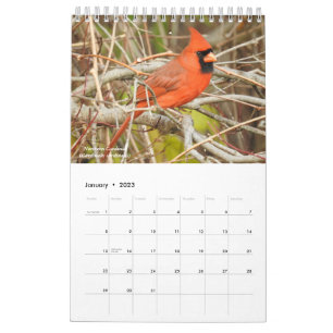 Pássaros do Calendário Ocidental de Nova York