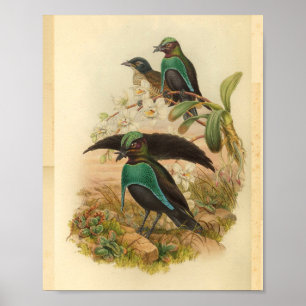 Pássaros do impressão azul do vintage do verde d
