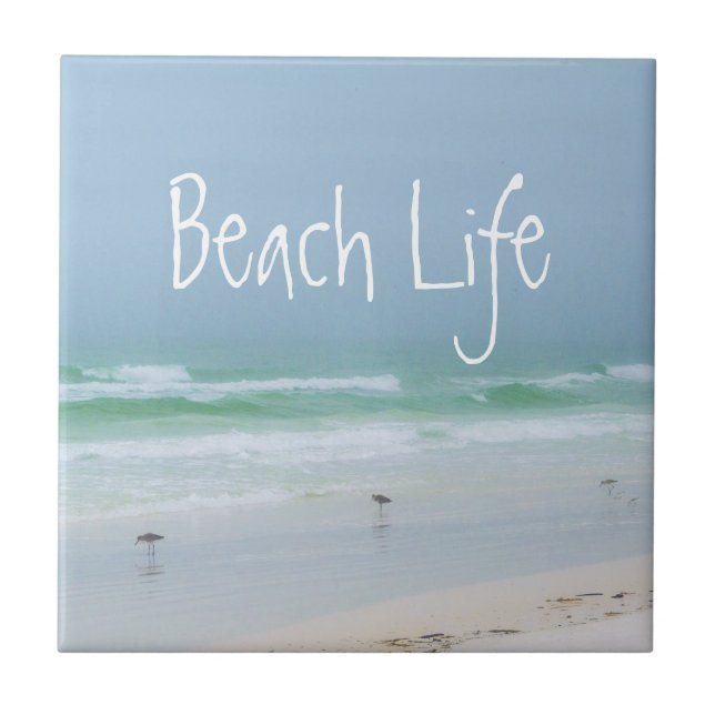 Pássaros do mar da praia azul (Frente)