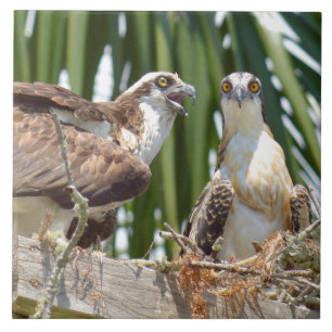 Pássaros dos falcões dos Ospreys em seu azulejo 