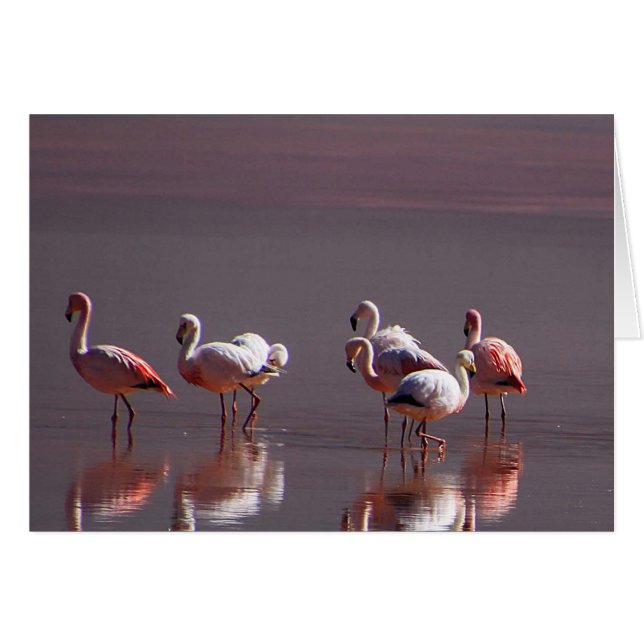 Pássaros Flamingo Rosa-Vermelho - Cartões de Refle (Frente horizontal)