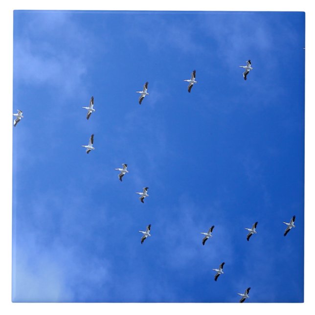 Pássaros migratórios (Frente)