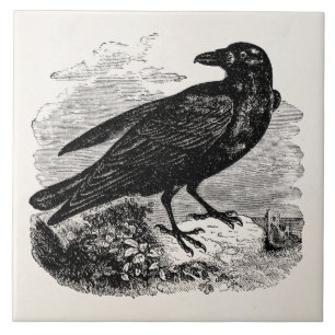 Pássaros personalizados corvo do pássaro do pret