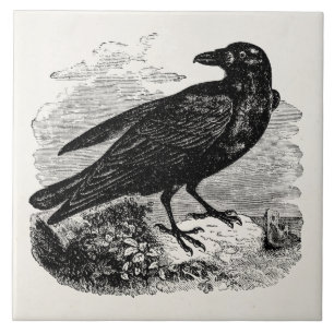Pássaros personalizados corvo do pássaro do preto