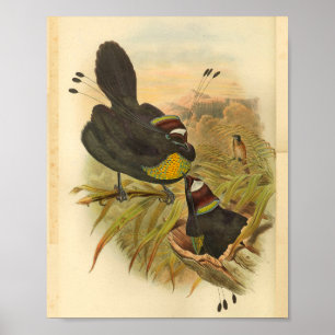 Pássaros Plumed do impressão do vintage do para