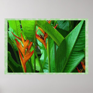 Pássaros tropicos 36 x 24 posters