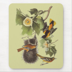 Pássaros Troupial Oriole Mousepad de Audubon do