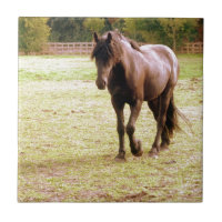 Passeio Relaxed do cavalo de Brown