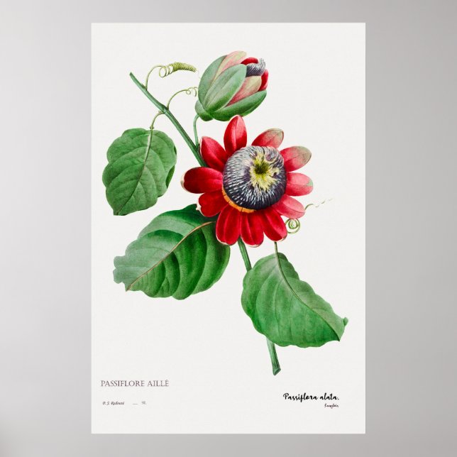 Passiflora Ailee - Poster de Arte Botânica espanto (Frente)