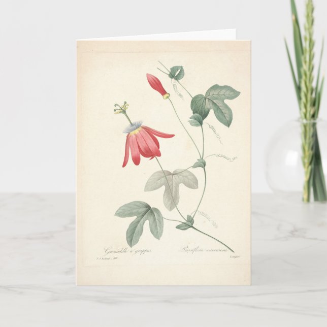 Passiflora por Redoute Cartão de condolências Botâ (Frente)