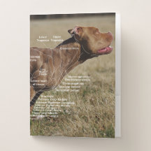 Pasta Anatomia Muscular Canina