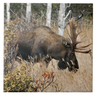 Pastando alces de Bull