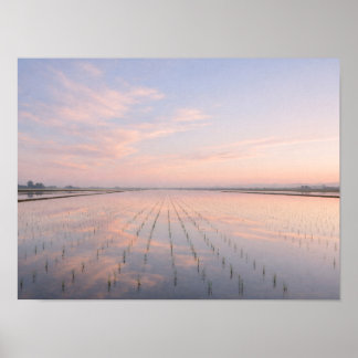 Pastel Dawn Rice Fields Poster - Serene Water