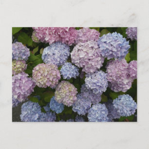 Pastel Hydrangea Flowers Fechar Cartão Postal