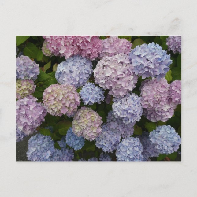 Pastel Hydrangea Flowers Fechar Cartão Postal (Frente)