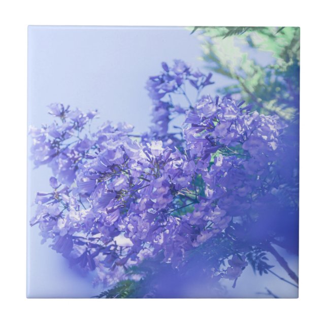 Pastel Pale Purple Jacaranda Flores (Frente)