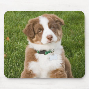 Pastor australiano Mousepad