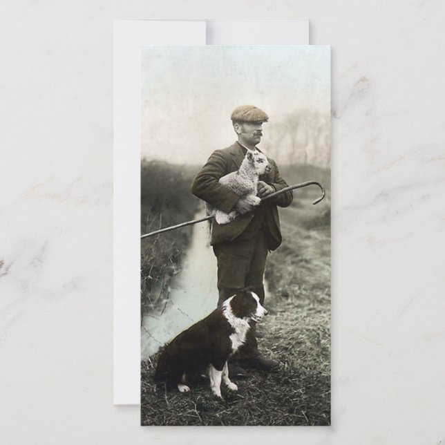 Pastor com Lamb e Borda Collie (Frente)