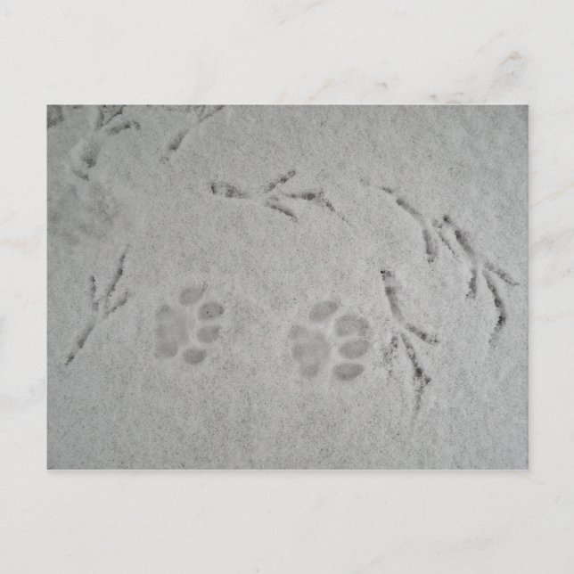 Pata de bebês e pássaros na neve - cartão postal (Frente)