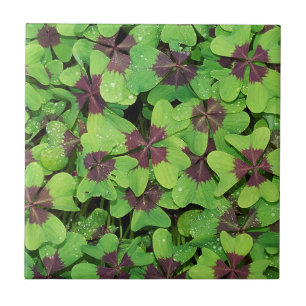 Patch de Quatro Folhas de Folha, Sorrel, com Dew